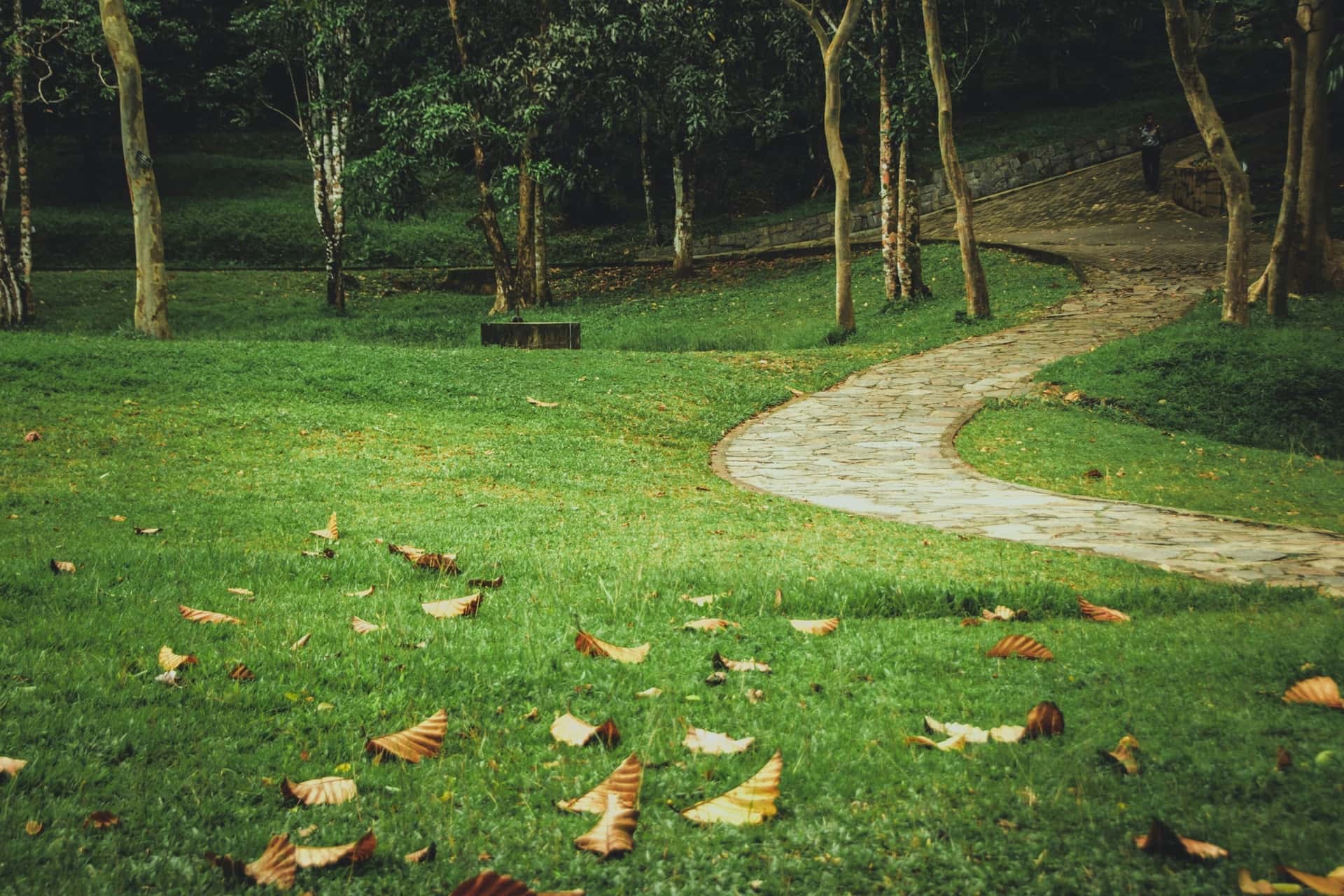 Ein Park mit Bäumen und Bänken – Foto von Nilanka Kariyawasam auf Unsplash