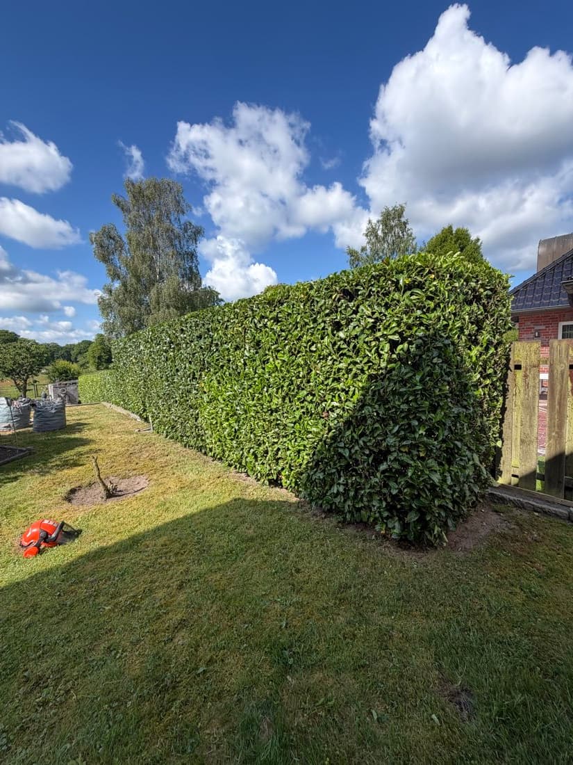 Kirschlorbeer-Hecke vor und nach dem Rückschnitt