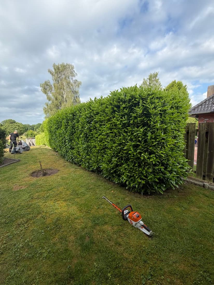 Kirschlorbeer-Hecke vor und nach dem Rückschnitt